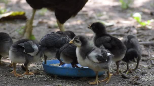 Kleine Hühner fressen zusammen mit einer Peitsche Futter vom Futterhäuschen. — Stockvideo