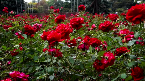 Flor buquê de rosas florescendo, rosas vermelhas folhas de verde . — Vídeo de Stock