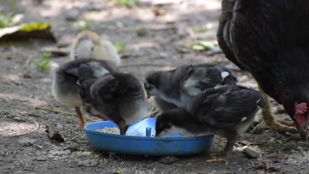 Pollos pequeños junto con un látigo comen alimentos del comedero . — Vídeos de Stock