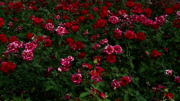 Цветущий букет роз, зеленые листья красных роз . — стоковое видео
