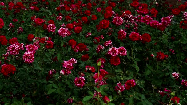 Bloemenboeket rozen bloeien, rode rozen bladeren van groen. — Stockvideo