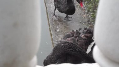Siyah kuğular Kamyanets Podilsky 'deki Kuğu Gölü' nde yaşıyorlar..