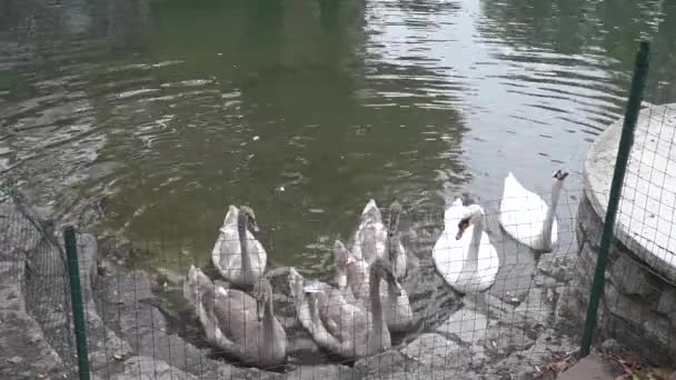 Swan Lake in Kamyanets Podilsky. — Stock Video