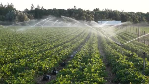 Besproeid met veldwater met aardbeien. — Stockvideo