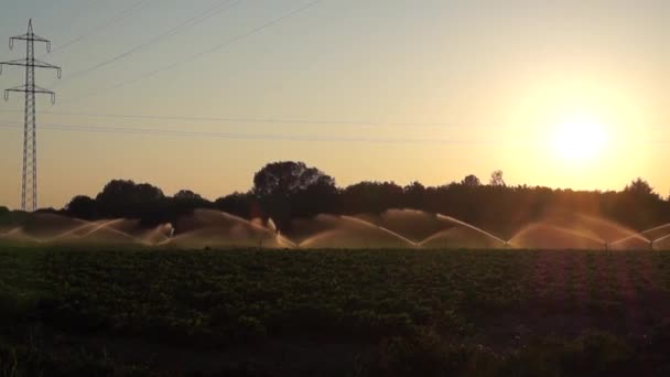Mit Feldwasser mit Erdbeeren bewässert. — Stockvideo