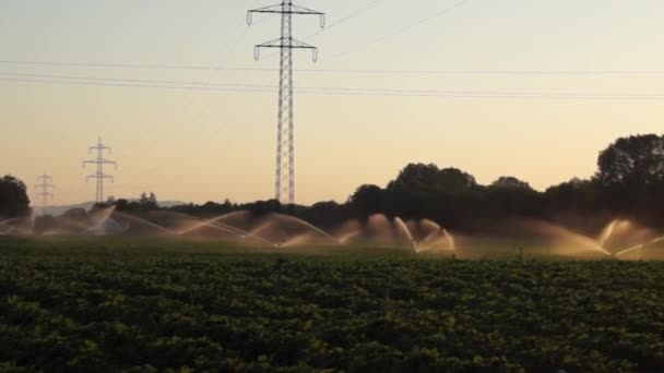 Mit Feldwasser mit Erdbeeren bewässert. — Stockvideo