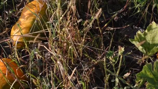 Yellow pumpkins ripen in the autumn field. — Stock Video