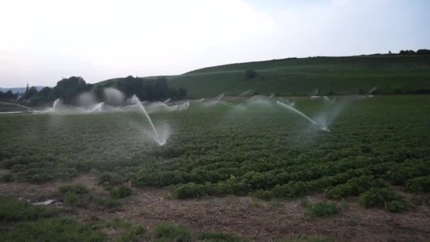 Riego con agua de campo con fresas . — Vídeos de Stock