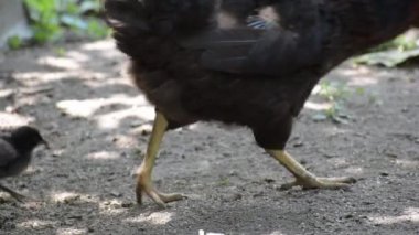 Küçük tavuklar kırbaçla birlikte besleyiciden yemek yerler..