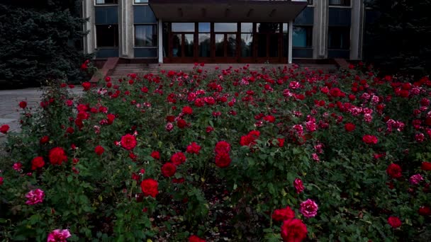 Blumenstrauß von blühenden Rosen, rote Rosen Blätter von grünen. — Stockvideo