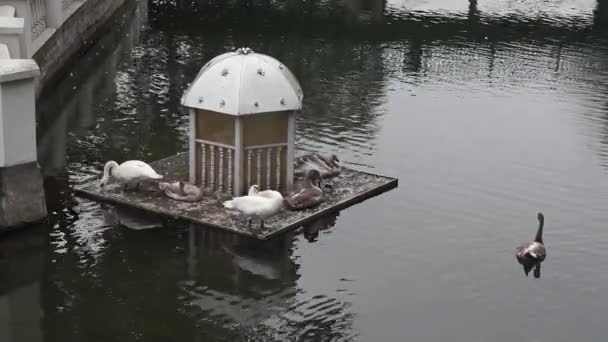 카 망 티 푸디 스키에 있는 백조의 호수. — 비디오