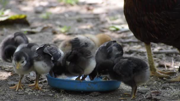 Små kycklingar tillsammans med en piska äter mat från mataren. — Stockvideo