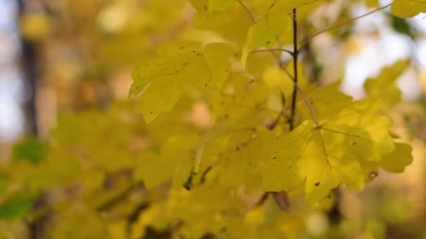 Feuilles jaunes d'automne 