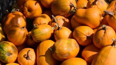 Kabakların hasadı istiflenir..