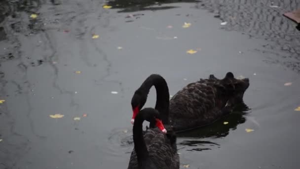 Черные лебеди плавают по воде. Каменец-Подольский, Украина — стоковое видео