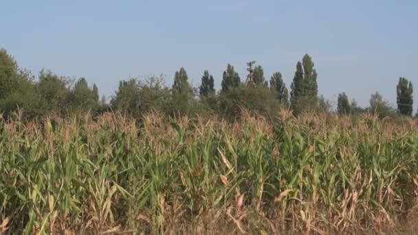 Maisfeld auf einem Acker. — Stockvideo