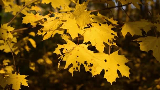Velmi krásné podzimní žluté listy. — Stock video