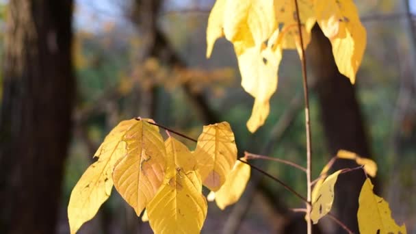 Очень красивые осенние желтые листья . — стоковое видео