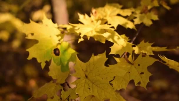 Hojas amarillas de otoño — Vídeo de stock