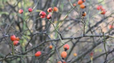 Gülkalçası çalıların üzerinde olgunlaşır.