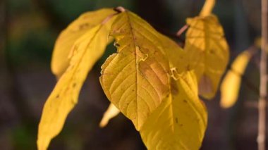 Çok güzel sonbahar sarı yaprakları.