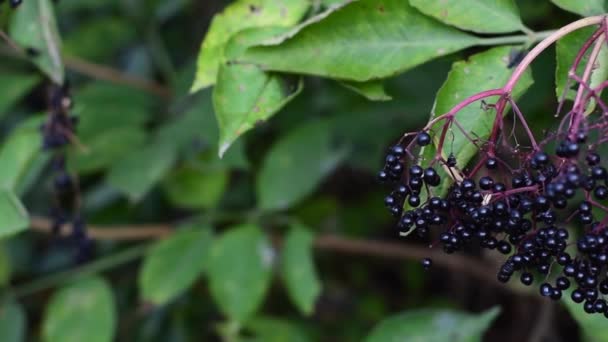 Reife schwarze Holunderbeeren hängen an Sträuchern. — Stockvideo