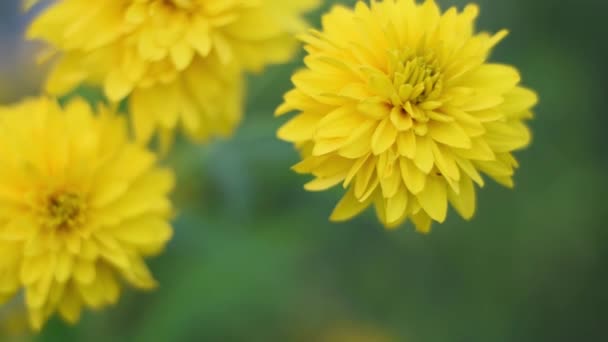 Belle couleur estivale de fleurs jaunes . — Video
