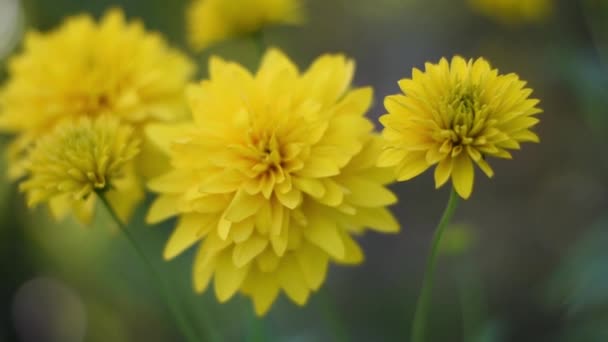 El verano es un hermoso mundo de flores amarillas . — Vídeos de Stock