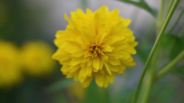 Hermoso color de verano de flores amarillas . — Vídeos de Stock