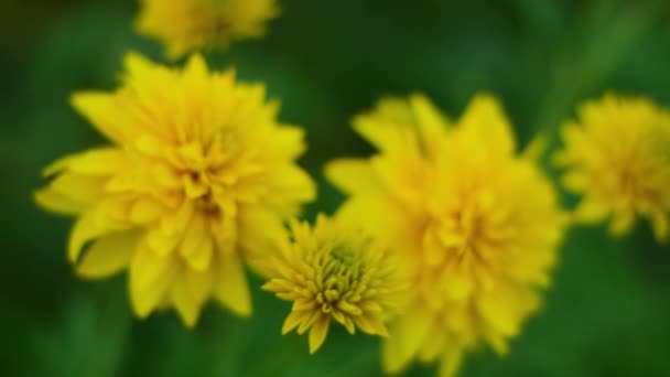 Gyönyörű nyári színe sárga virágok. — Stock videók