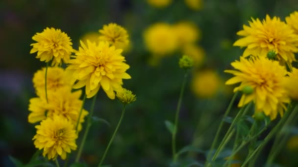 A nyár a sárga virágok gyönyörű világa.. — Stock videók