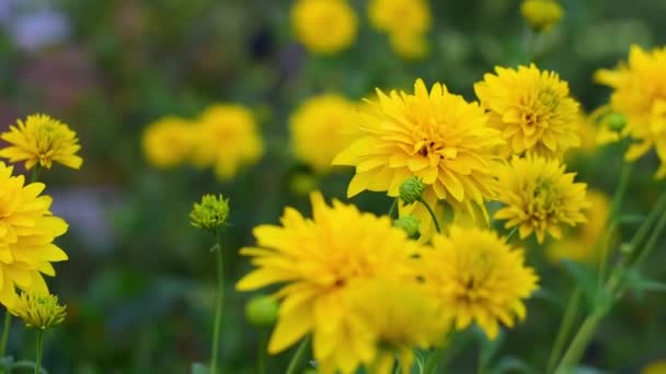 Vacker sommar färg gula blommor. — Stockvideo