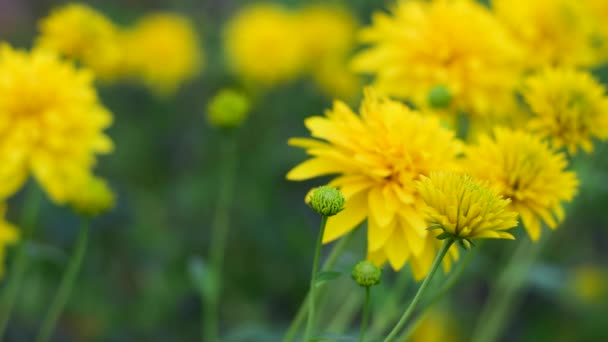El verano es un hermoso mundo de flores amarillas . — Vídeo de stock