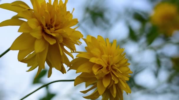 El verano es un hermoso mundo de flores amarillas . — Vídeos de Stock