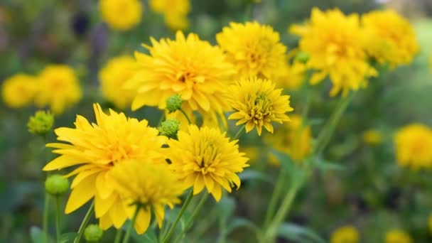 Bellissimo colore estivo di fiori gialli . — Video Stock