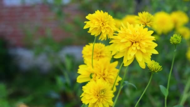 A nyár a sárga virágok gyönyörű világa.. — Stock videók