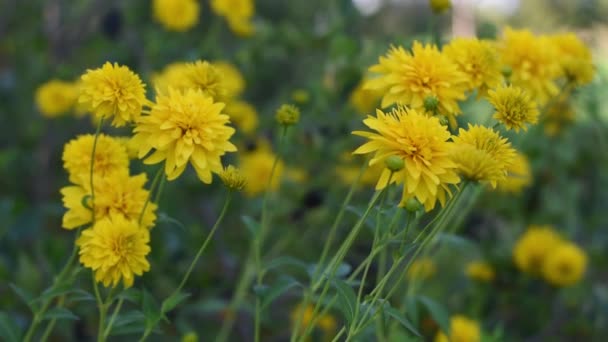 Mooie zomerse kleur van gele bloemen. — Stockvideo