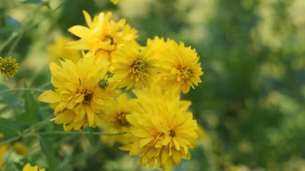 Sommerzeit ist eine wunderschöne Welt gelber Blumen. — Stockvideo