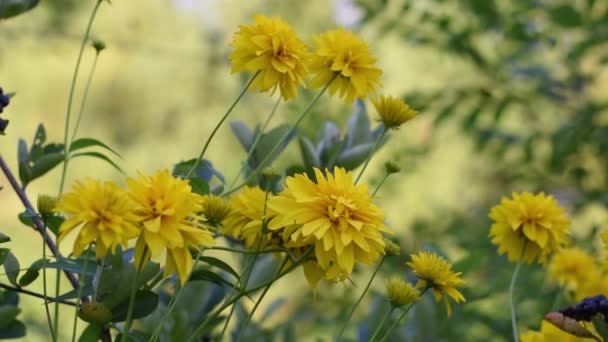 Bellissimo colore estivo di fiori gialli . — Video Stock