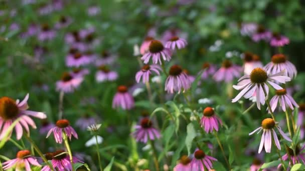 Velmi krásná květina léčivé Echinacea. Léčivá rostlina. folková medicína. — Stock video