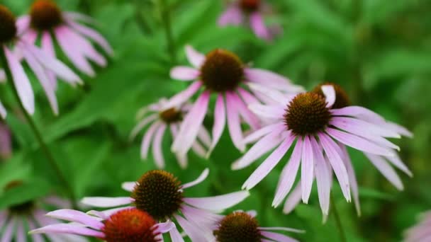 Красивые цветы Эхинацеи Блоссом. Природа, биография . — стоковое видео