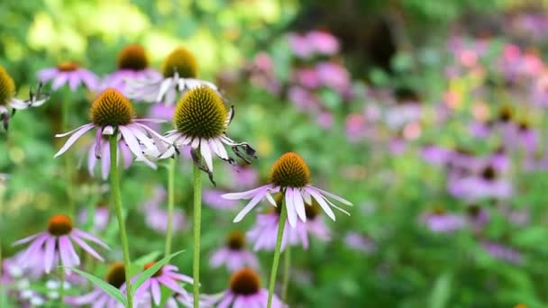 Echinacea Çiçeği 'nin güzel çiçekleri. Güzel doğa, güzel arka plan. — Stok video