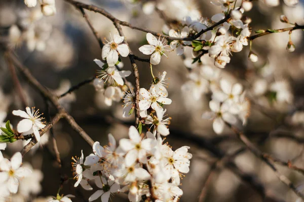 Fond Fleurs Printemps Petites Fleurs Fleurissent Printemps Concentrez Vous Beaucoup — Photo