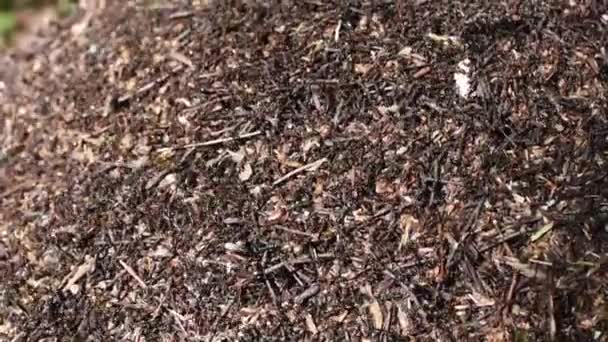 Muchas hormigas trabajan en el hormiguero. cámara lenta — Vídeos de Stock