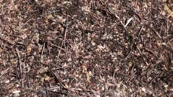큰 개미들 이 개미집을 가로지르고 있다 — 비디오
