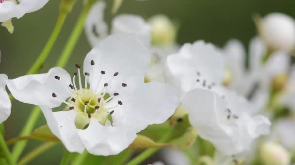 Delikat fÃ ¶ regÃ ¥ende päron blomma i vÃ ¥ren soligt vÃ ¤der. Makrovideo. Mjuk inriktning — Stockvideo