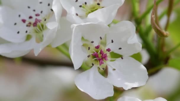 Delicate white pears are very close. Macro video. Soft focus — Stock Video