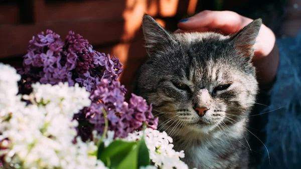 고양이는 라일락이 자주색 꽃다발에둘러 하면서 잡았습니다 파노라마 — 스톡 사진