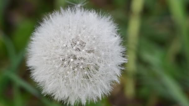 Close-up video of a faded dandelion in the spring — Stock Video