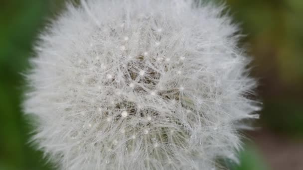 Close-up video of a faded dandelion in the spring — Stock Video